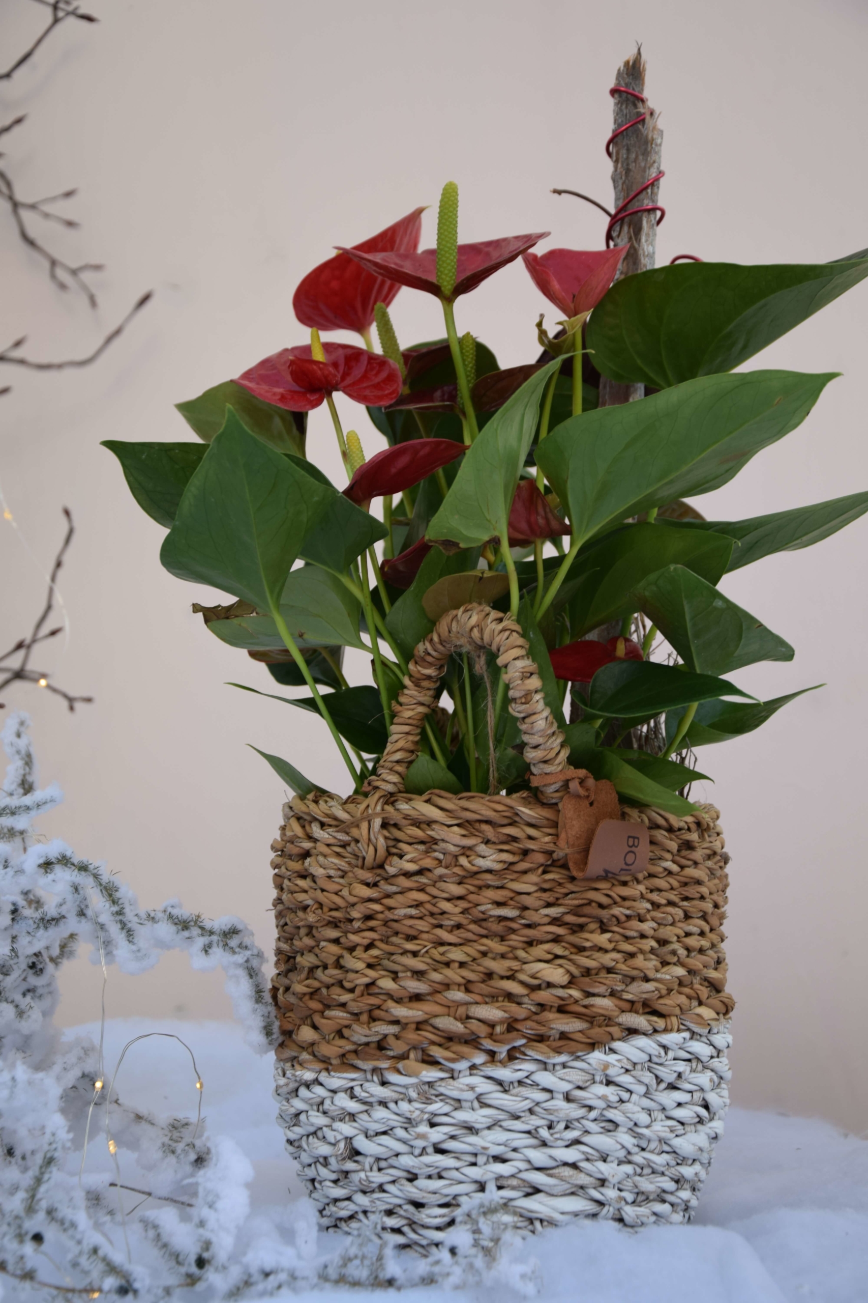 Anthurie (Anthurium andreanum) im Korb Ferchl