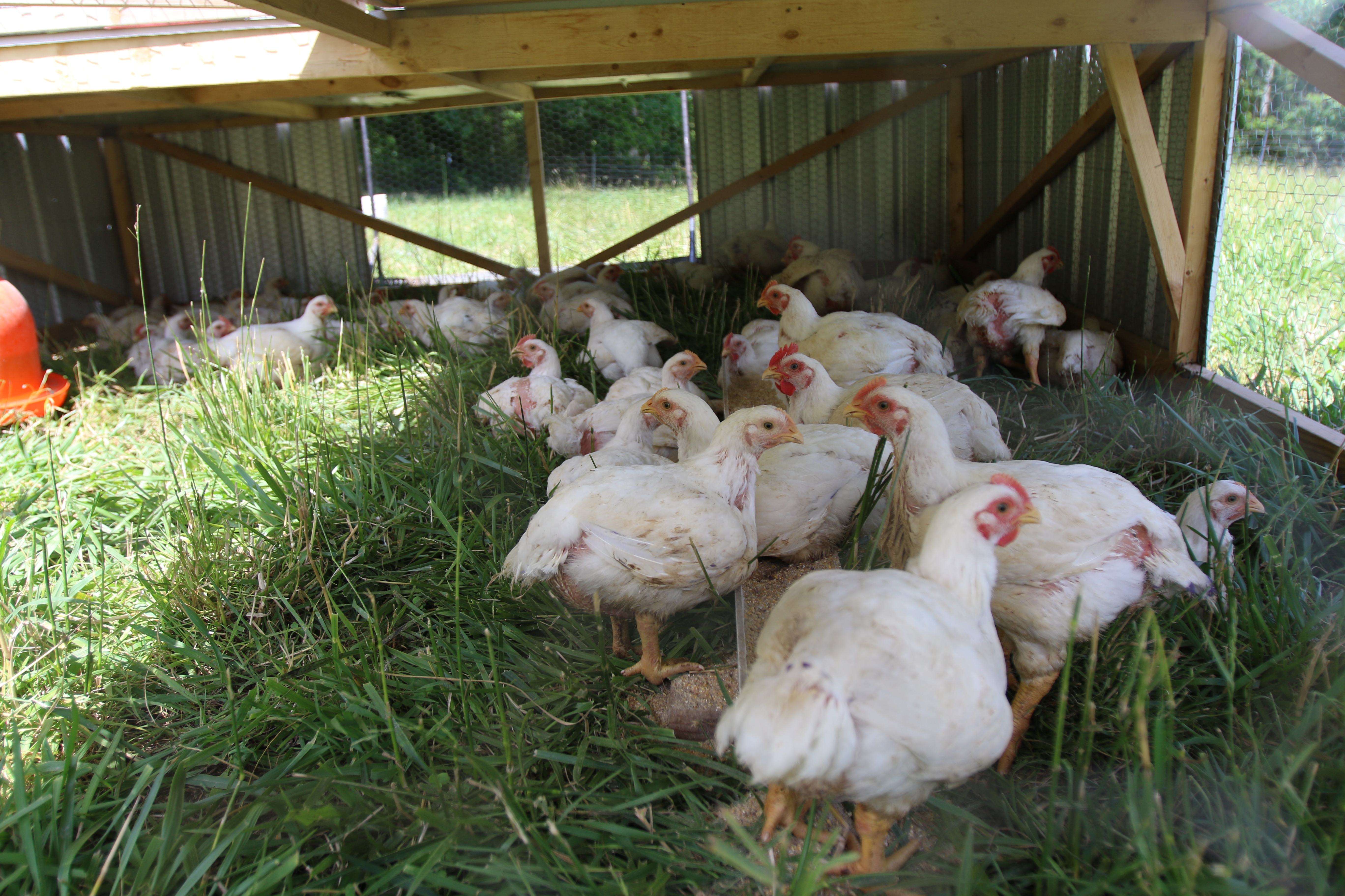 Pastured Broilers Ferebee Farm