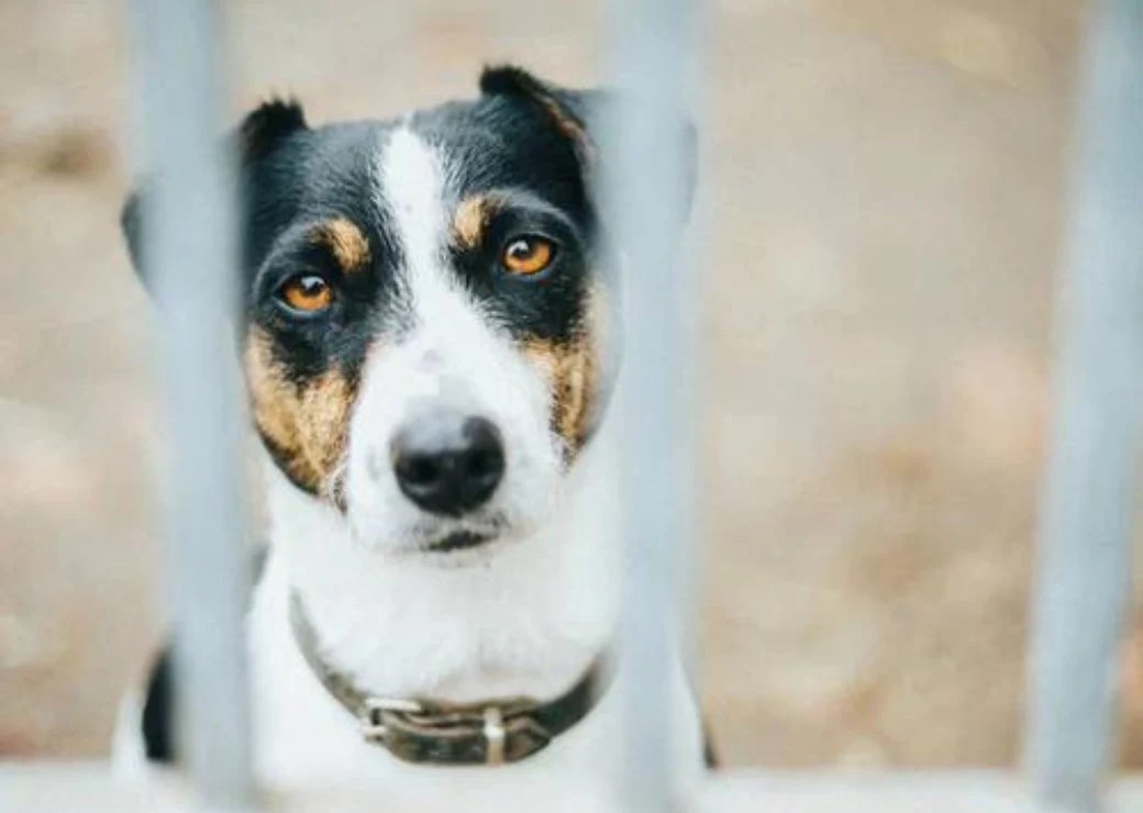 3 Ways to Identify Irradiated (Imported) Dog Treats Ferguson's Treatos