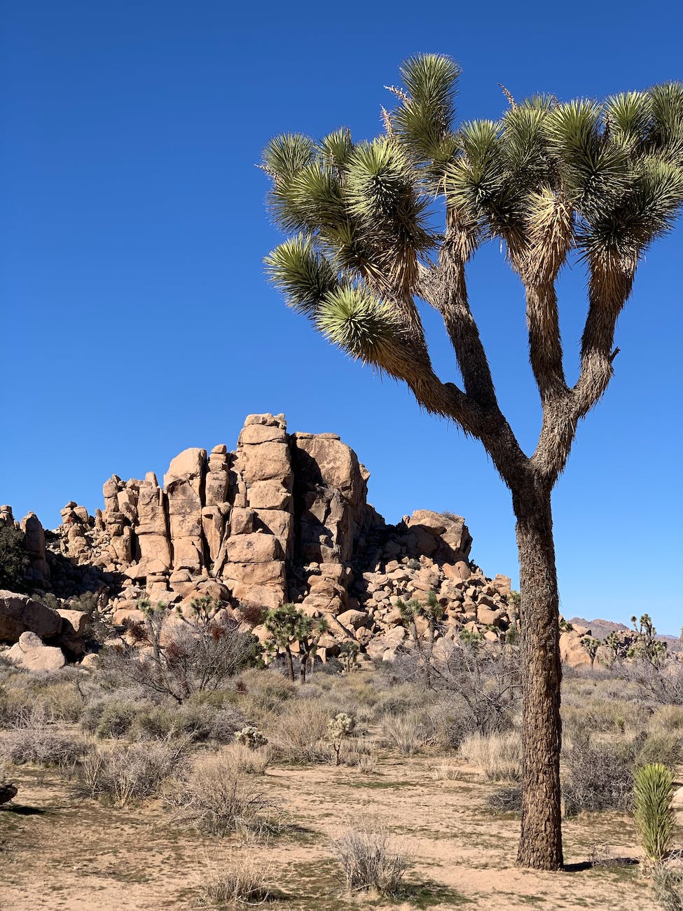 joshua tree national park california united states