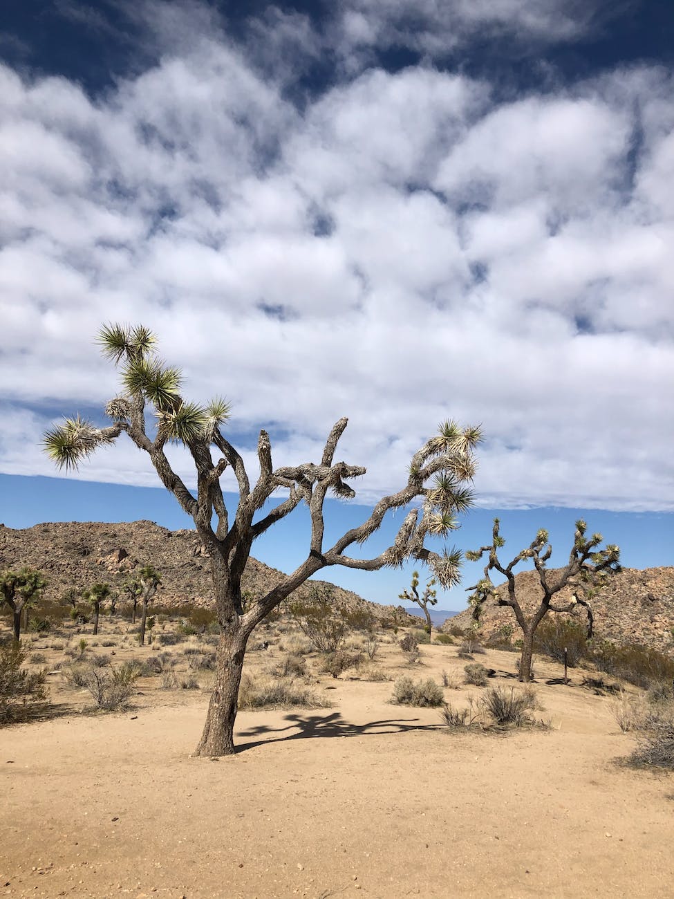 joshua tree at joshua tree national park in california usa