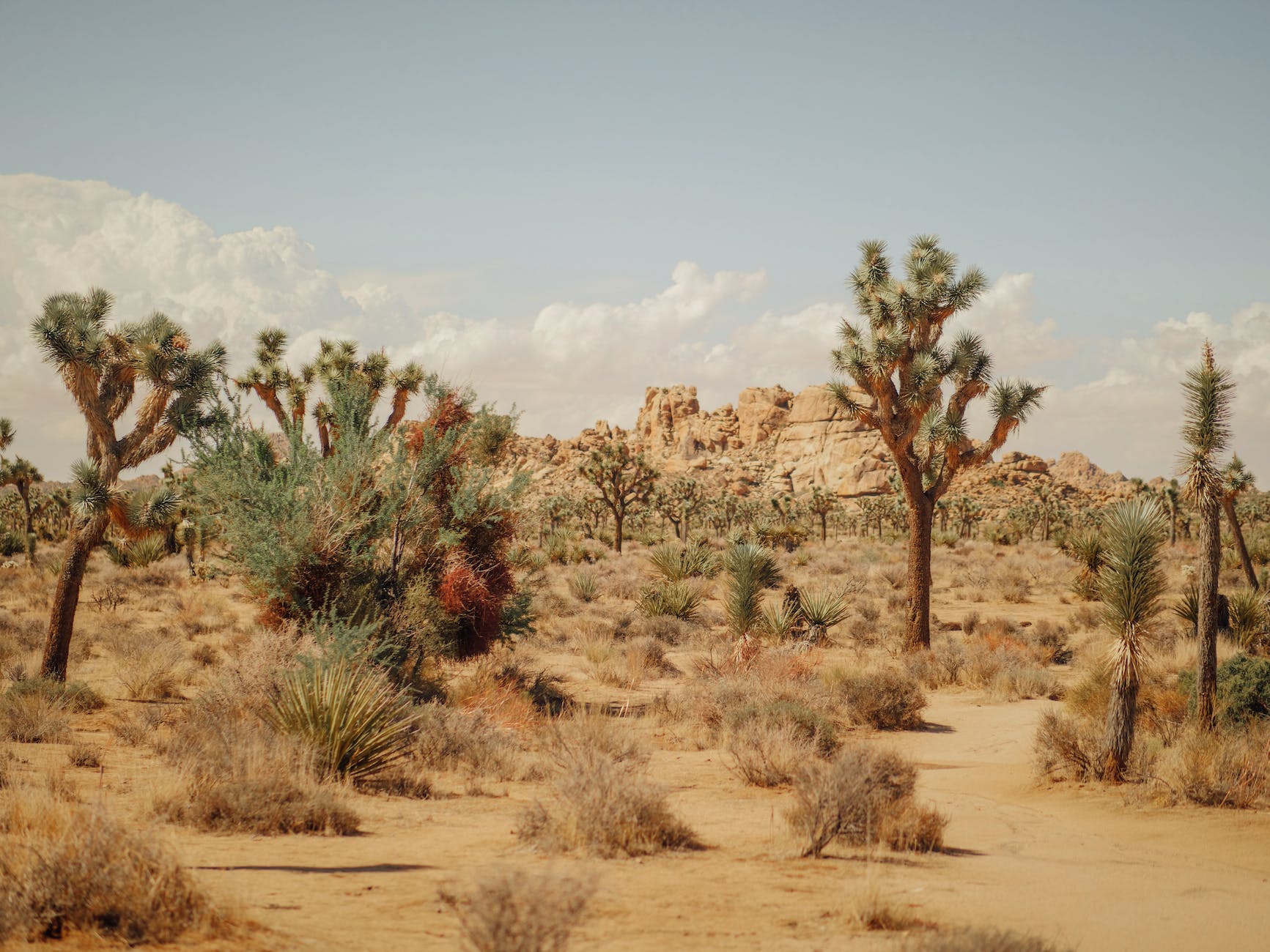 joshua trees on the desert