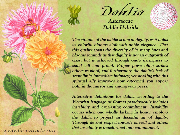 Dahlia Uses Of Dahlia In Flower Magic