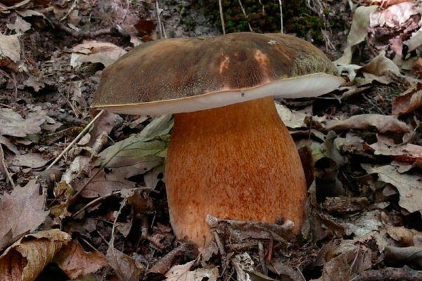 Фото 9: Боровик Сетчатый (Белый летний гриб дубовый)…