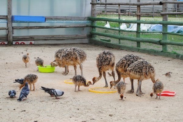 Subsequent nutrient absorption in the ostrich versus the. How Much Ostrich Eats Feed Per Day What Do Ostriches Eat In Natural Conditions