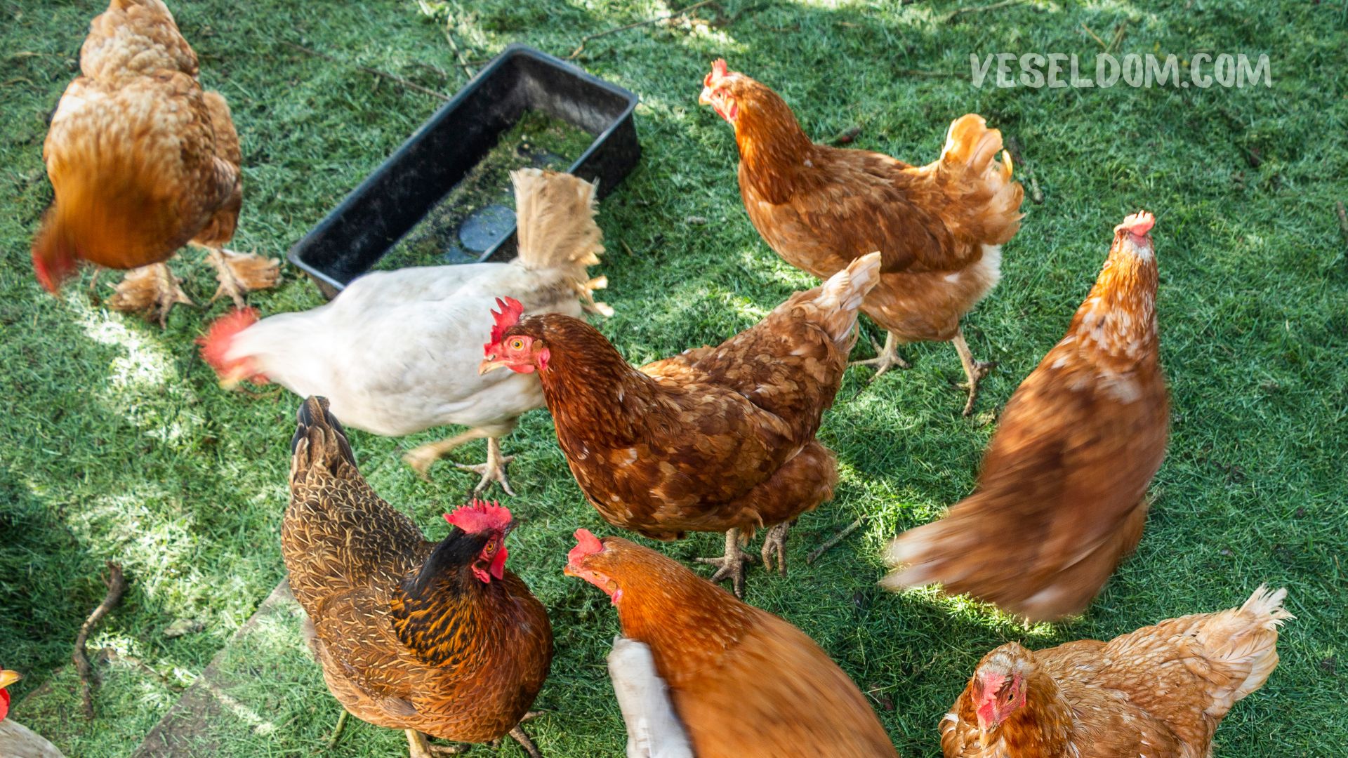 How to make a grass chopper for chickens with your own hands Vesela Farm