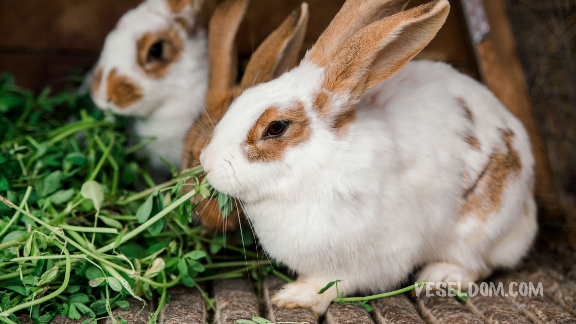 What grass can be given to rabbits Vesela Farm