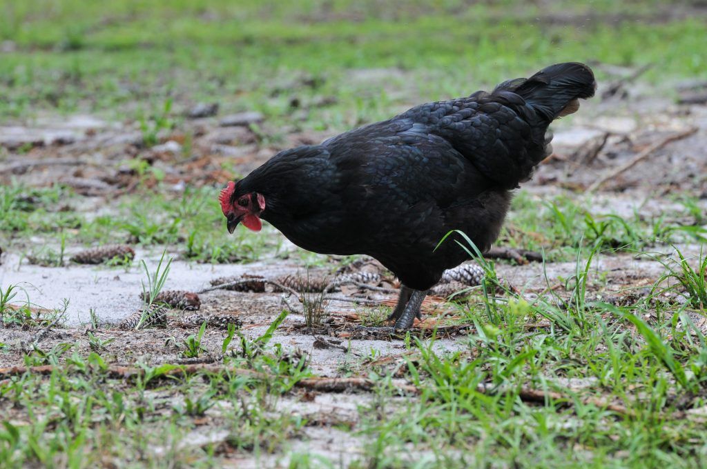 Порода кур Ла Флеш описание, характеристика, фото