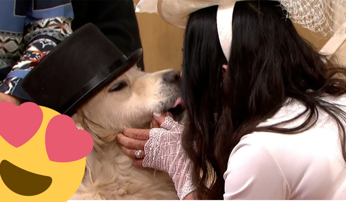 Mujer se casó con su perro ¡WTF! Fernanda Familiar