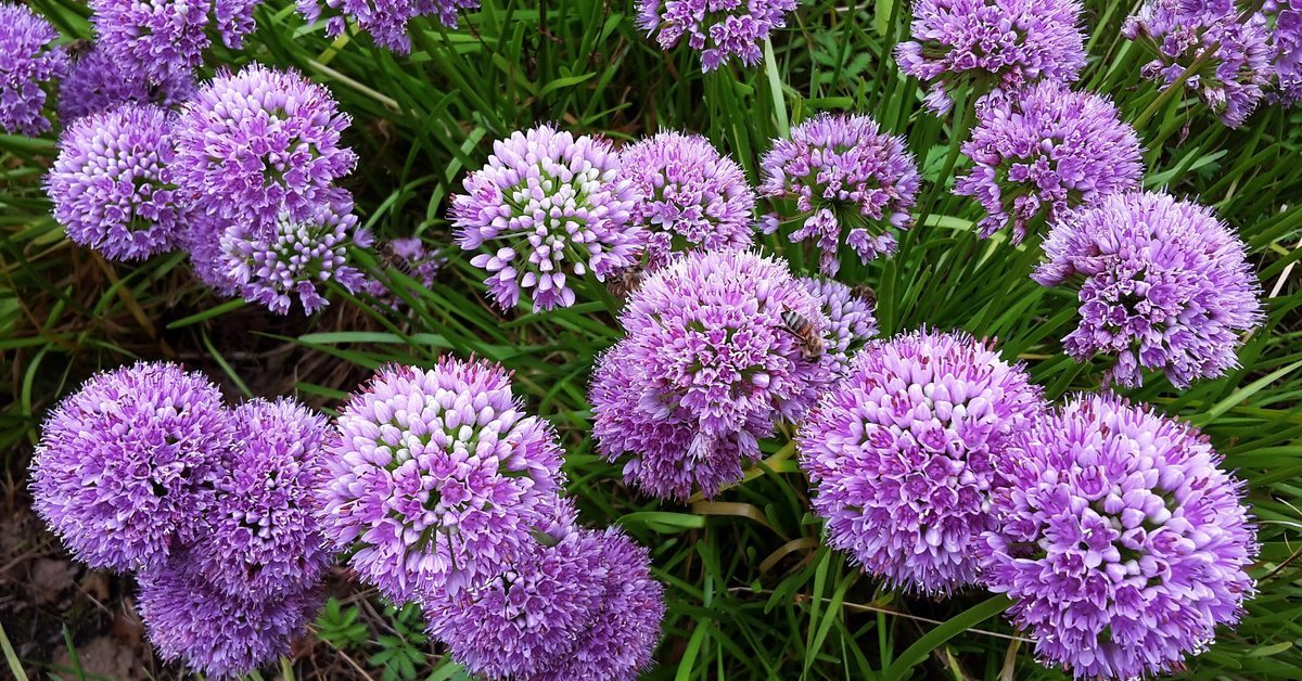 7 Best Plants To Plant In Fall For Spring Blooms Fernandez And Sons