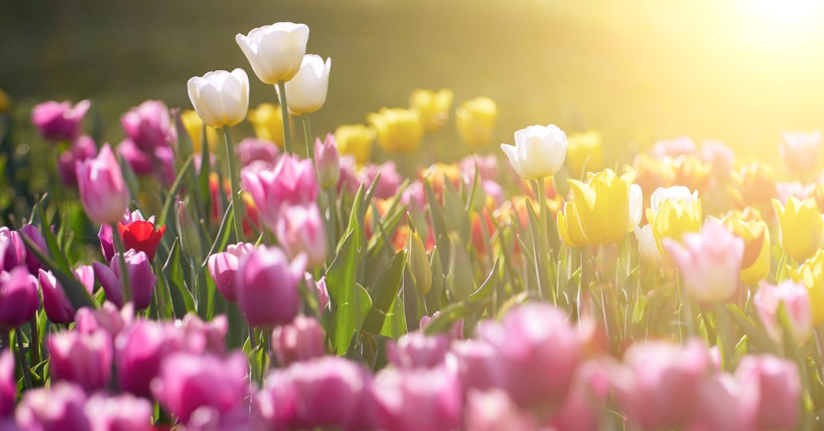 7 Best Plants To Plant In Fall For Spring Blooms Fernandez And Sons