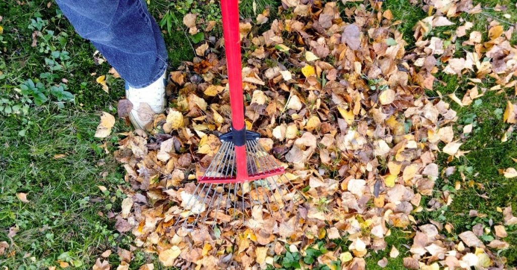 Affordable Fall Leaf Cleanup Services Fernandez And Sons