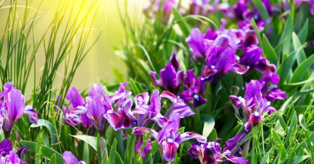 Multiply By Dividing Why, When, How To Divide Perennials Fernandez