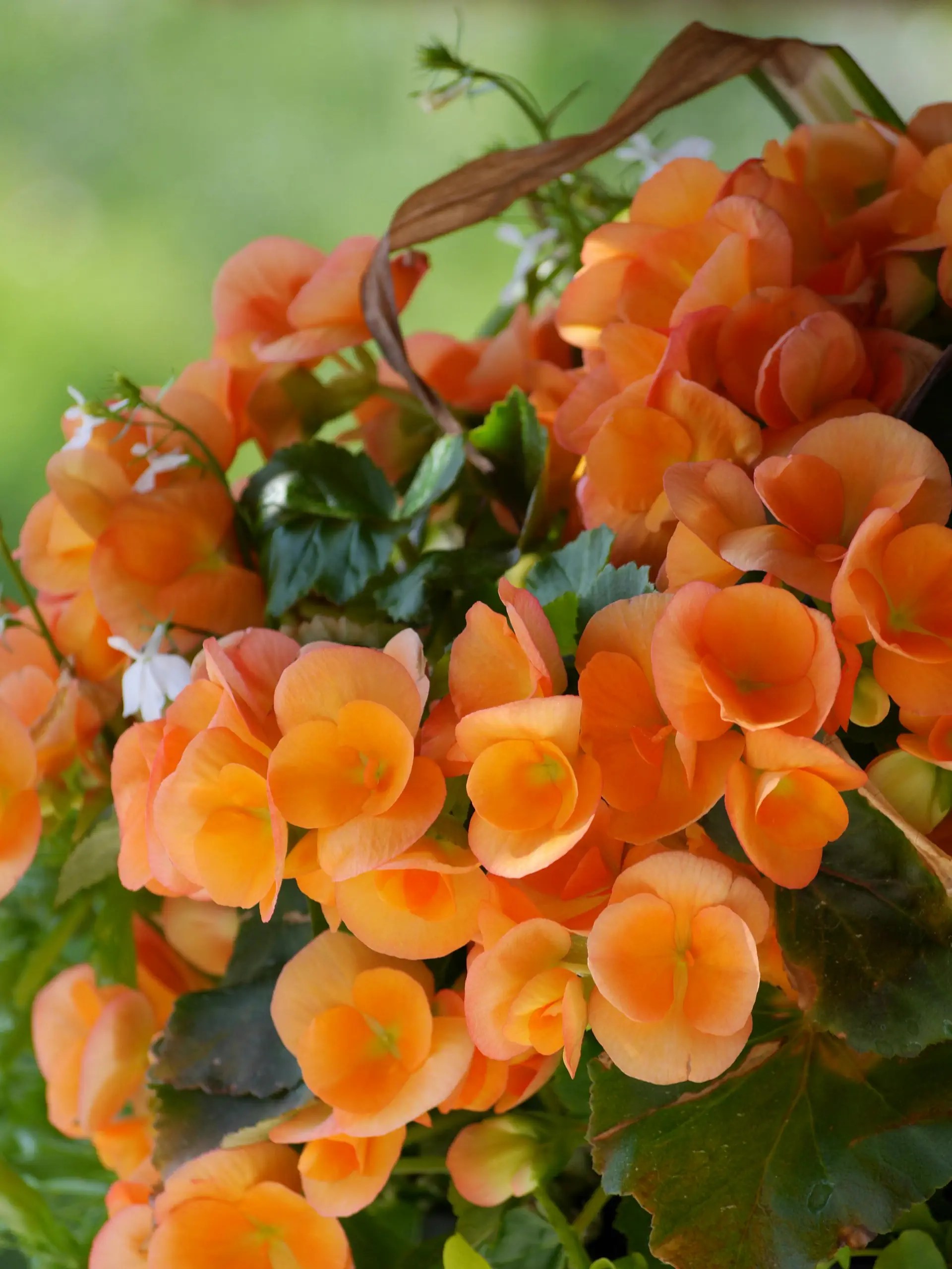 begonia rotten tomatoes 2026 Notable Burials Ferncliff Cemetery