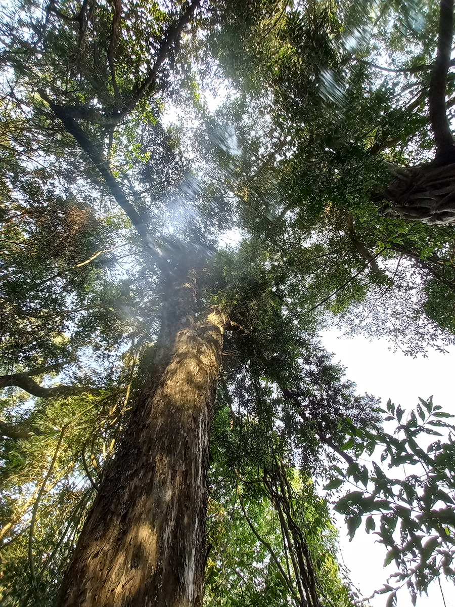 Real Yellowwood Ferncliffe