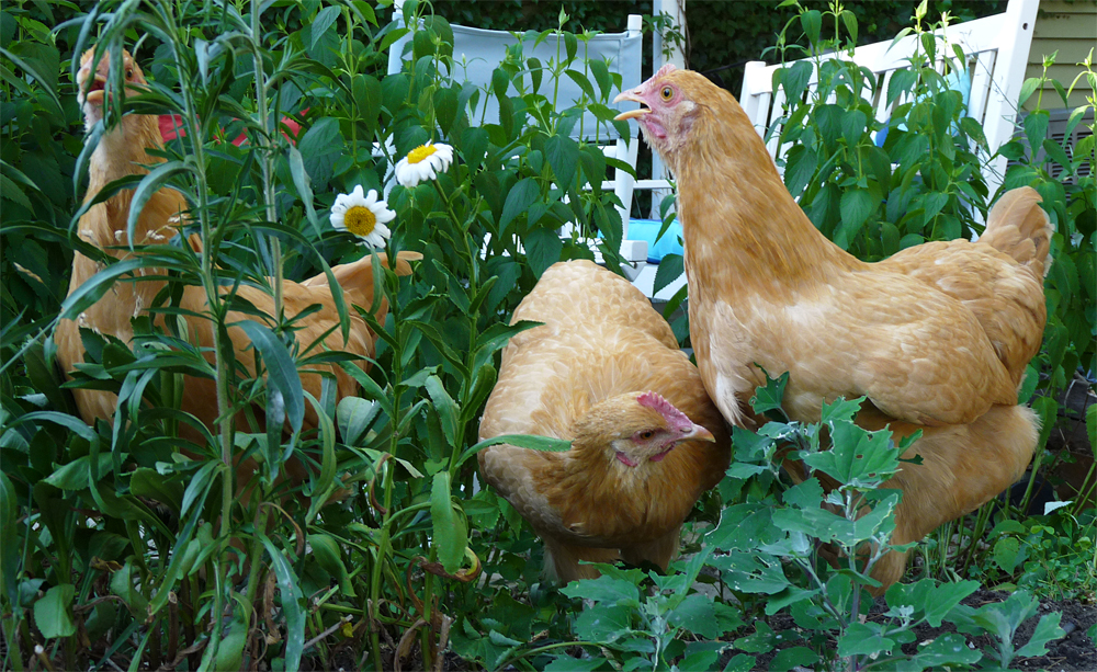 Plants that are TOXIC to chickens Ferndale Chickens