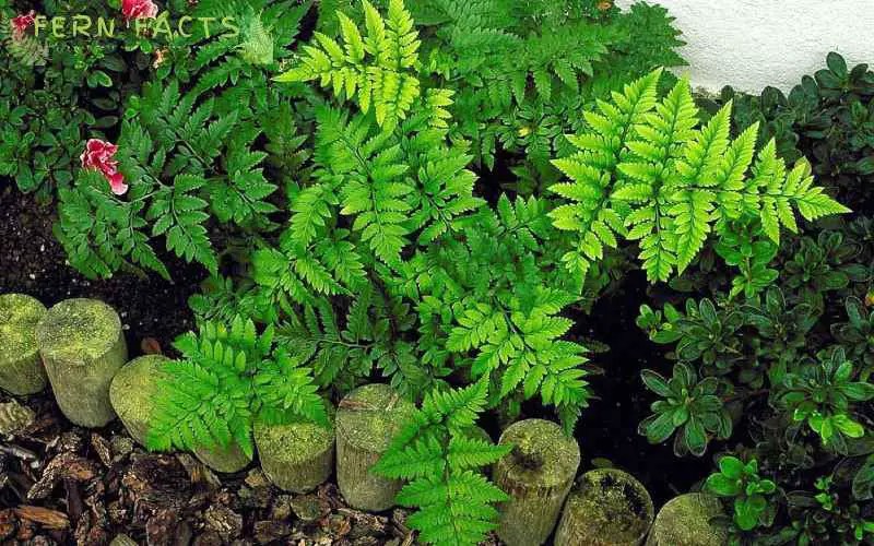 How to Grow and Care Leatherleaf Fern (Rumohra Adiantiformis)