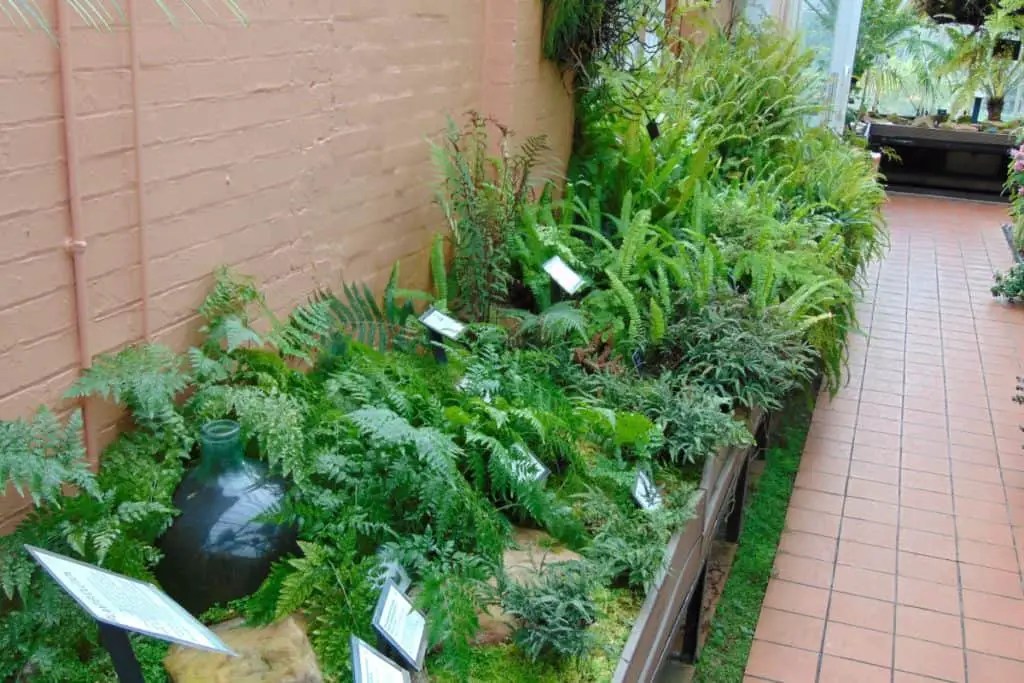 How to make a fern garden the complete design guide Fern Gardening