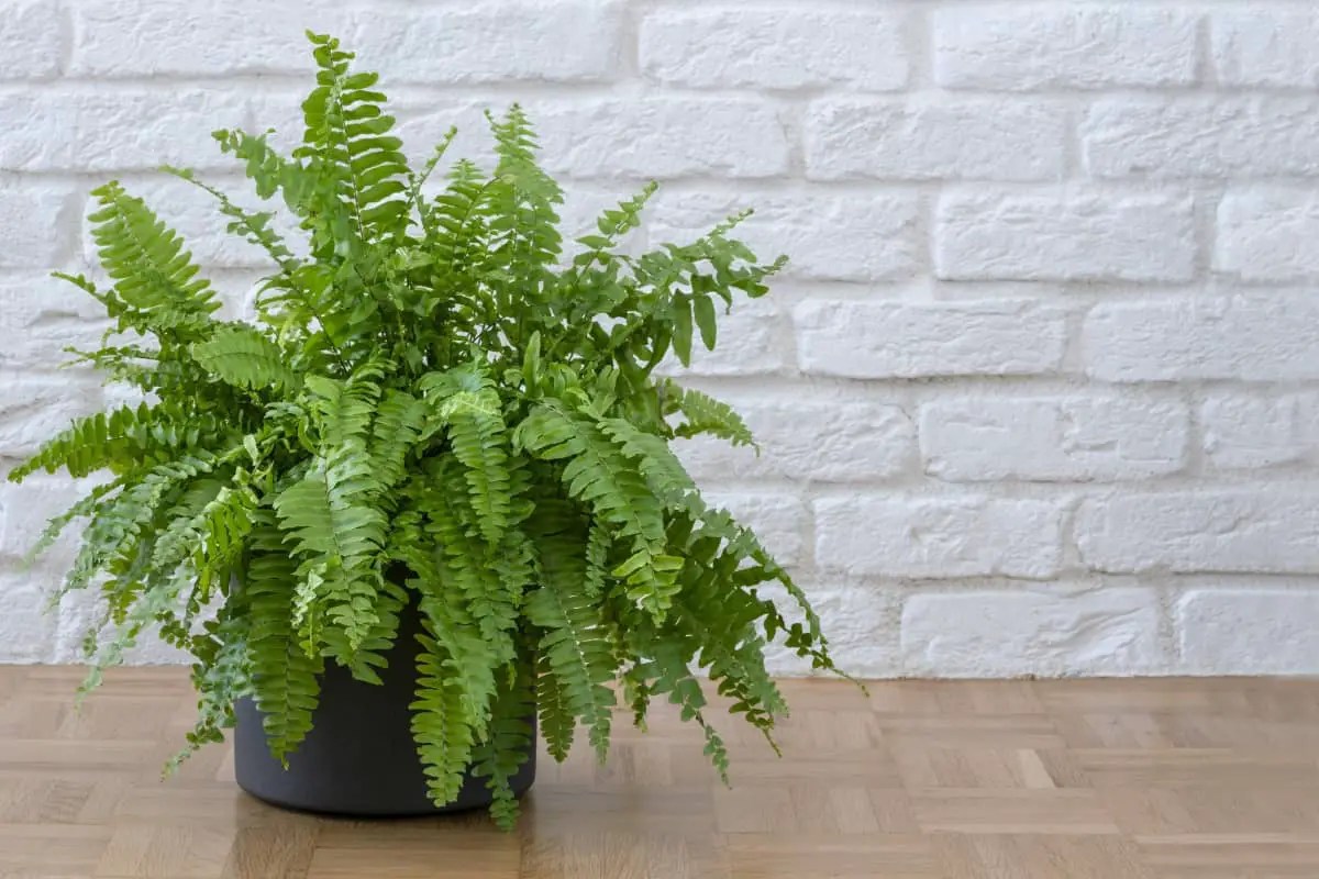 Do ferns grow back if you cut them? Fern Gardening