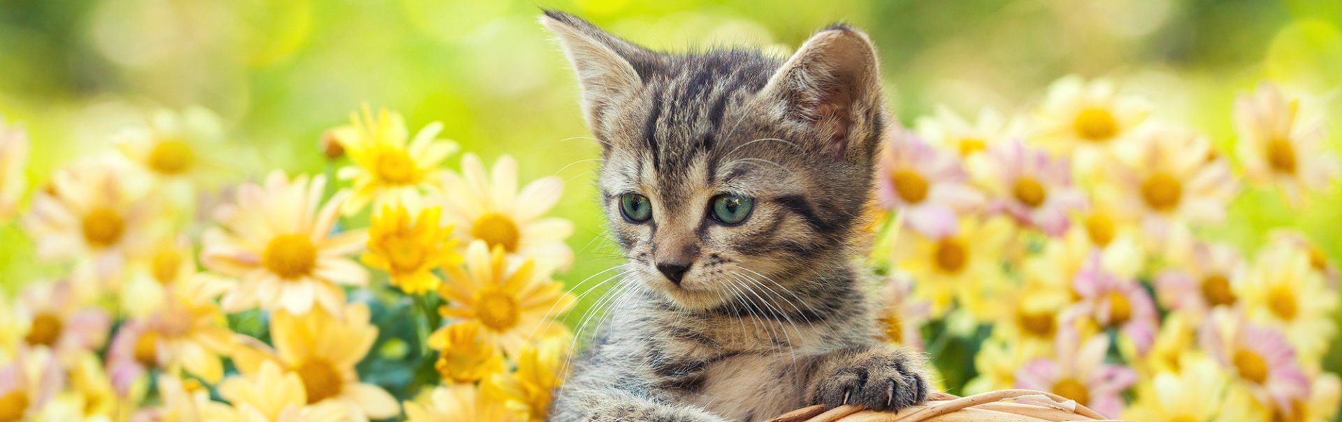 Five Common Kitty Treats That Are Actually Bad for Cats Animal Care Center