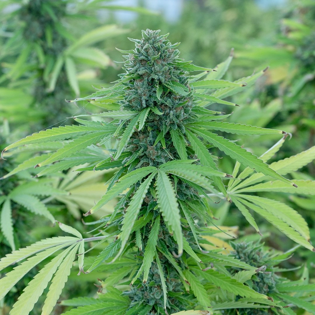 Sour Candy Kush CBD Flower Fern Valley Farms