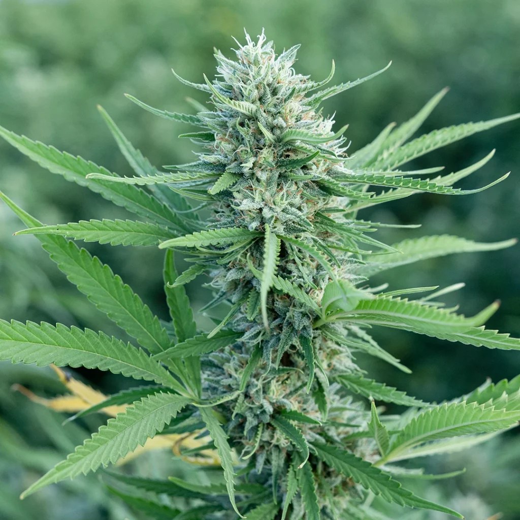 2023 Fall Harvest Cultivars To Expect From Fern Valley Farms Fern