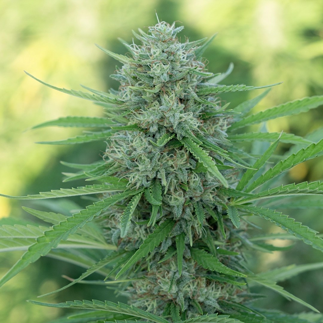 Chemberry CBD Flower Fern Valley Farms