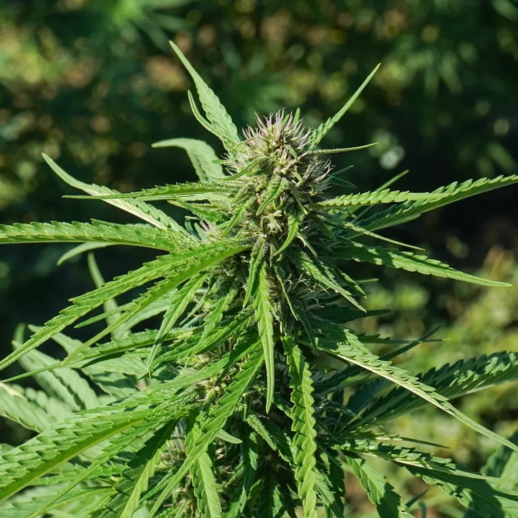 2023 Fall Harvest Cultivars To Expect From Fern Valley Farms Fern