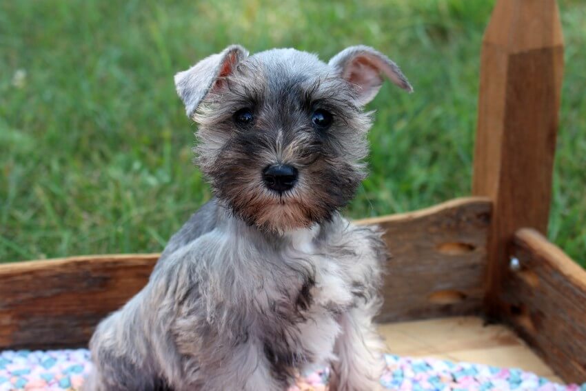 How Much Do Miniature Schnauzer Puppies Cost