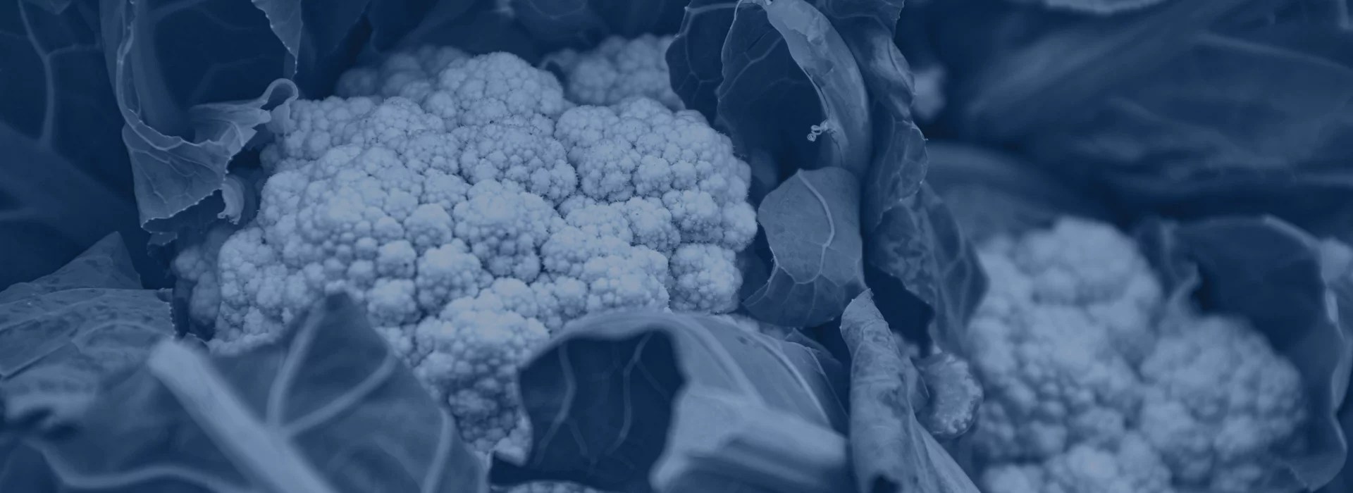 Cauliflower Planting Machines Ferrari Growtech