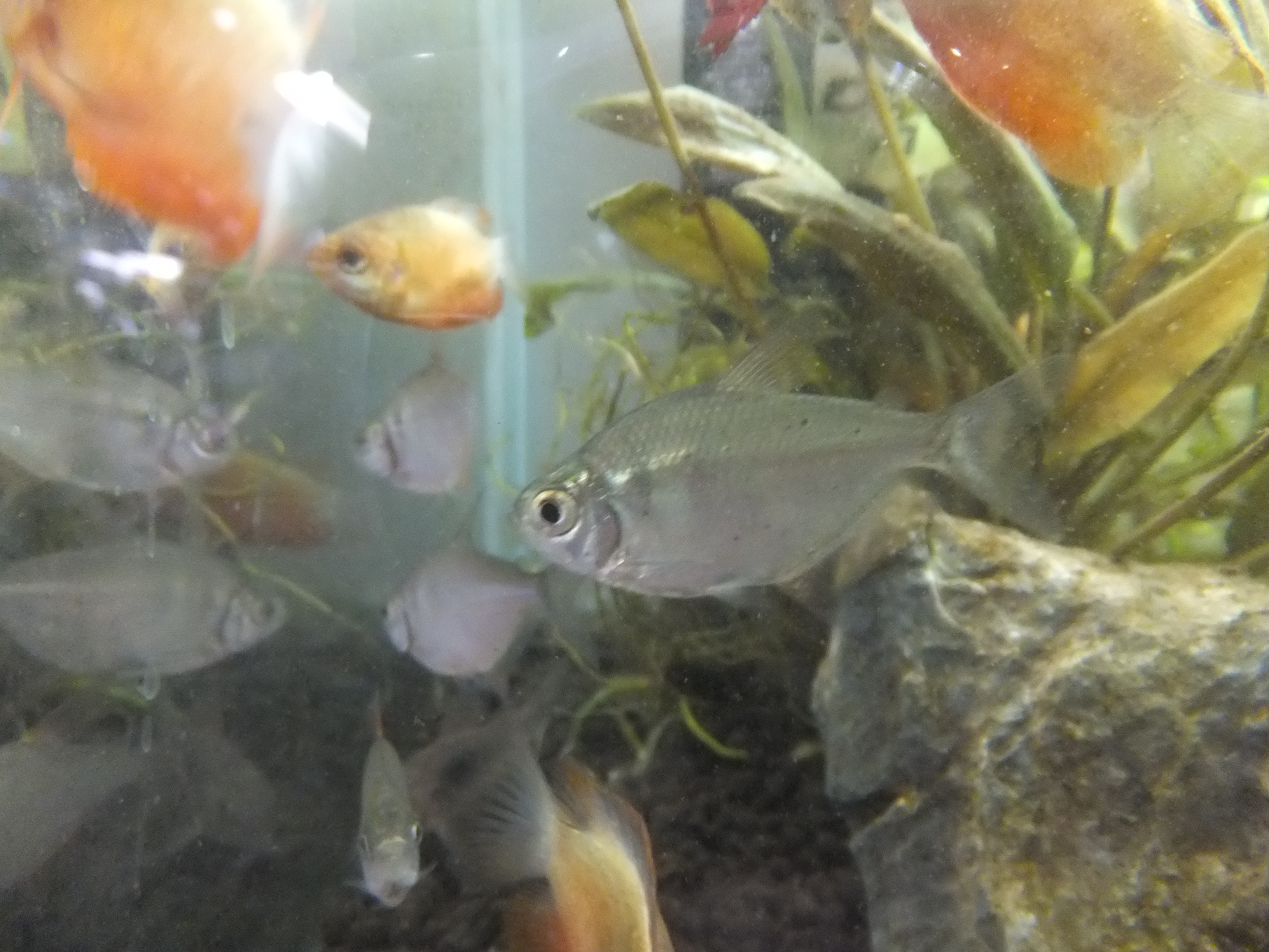 1/11 熱帯魚・水草入荷情報 ペットショップ Peki Farm ペットと一緒に買い物ができるペットショップ
