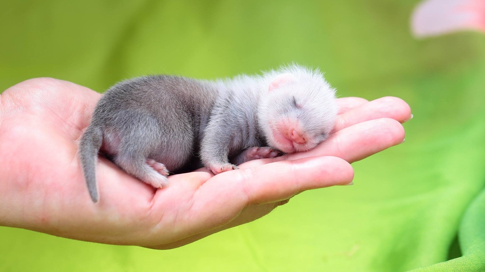 Baby Ferret Stages of Life, Facts, and Pictures!