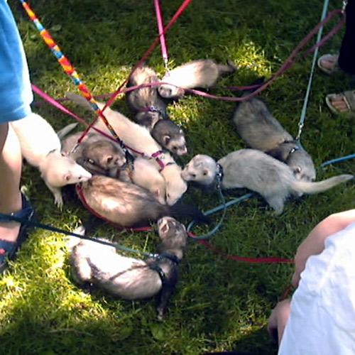 Ferret Rescue Society of Ottawa and Area News