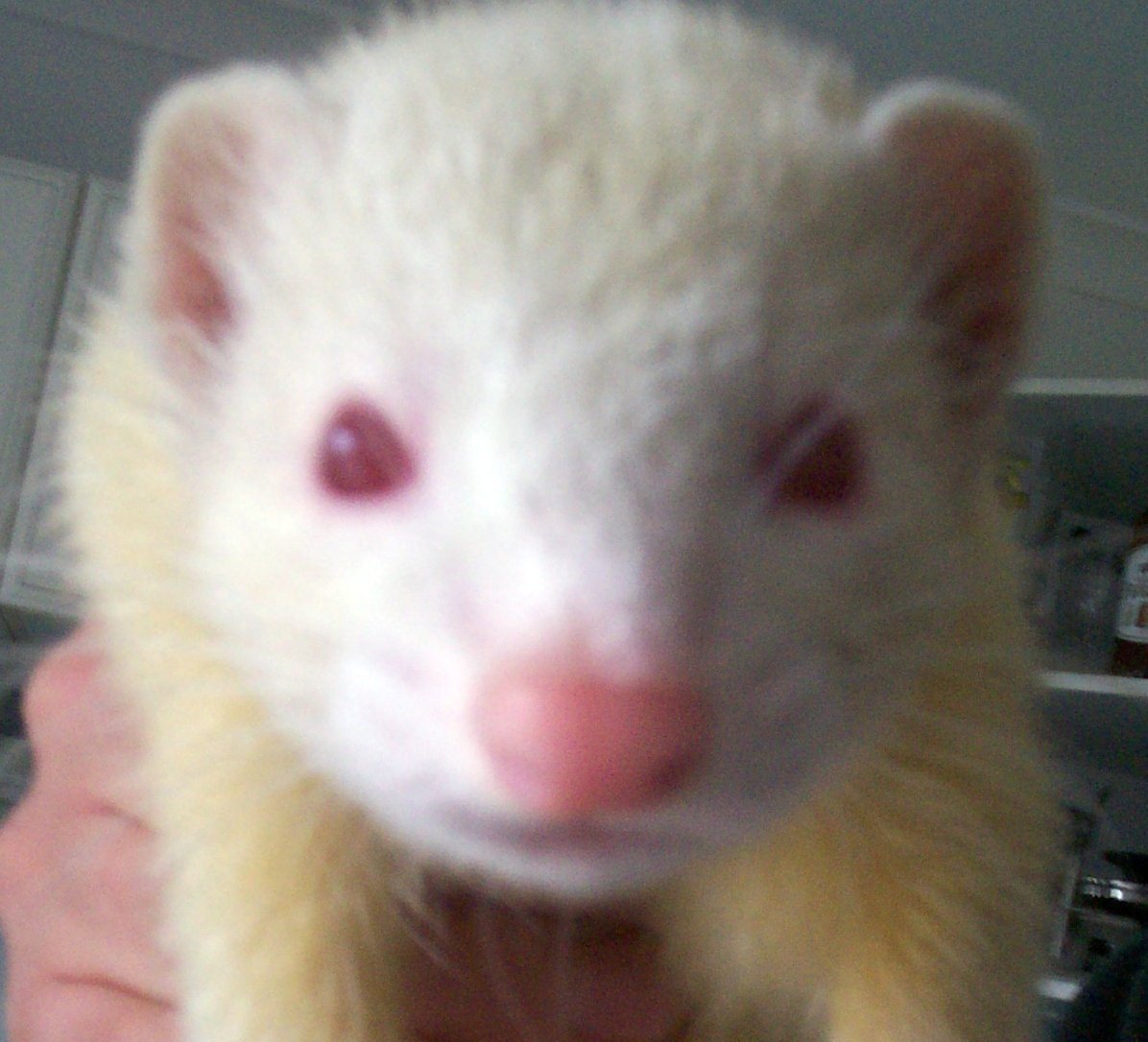 ferret rescue southwest