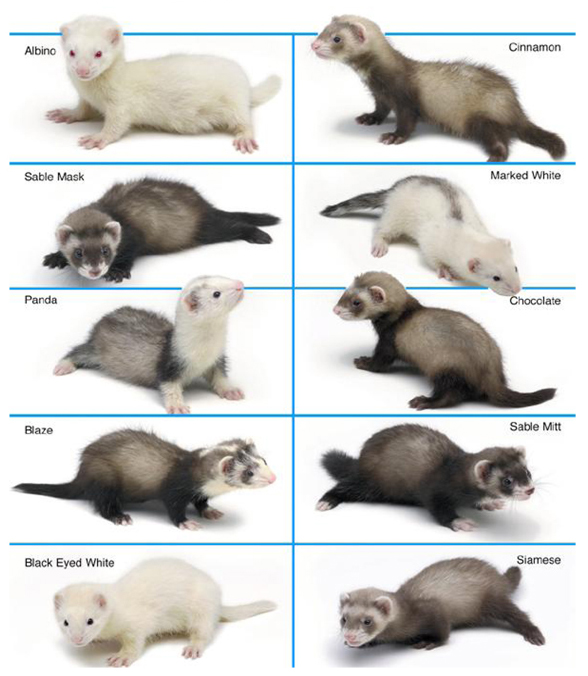 Ferret Colors and Patterns Ferrets as Pets