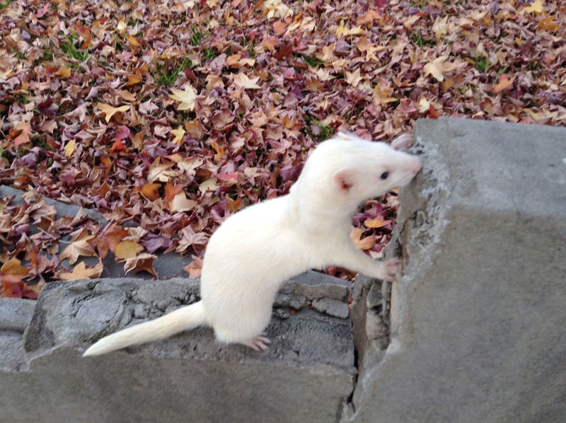 Ferret_for_dummies Ferrets Best