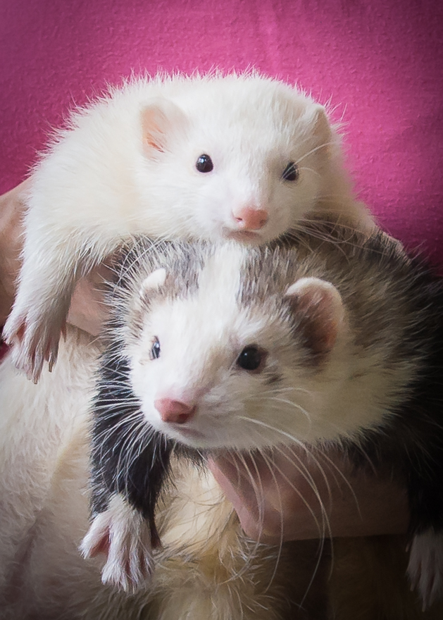 Nirvana Ridge Ferret Rescue Ferret Shelters Directory