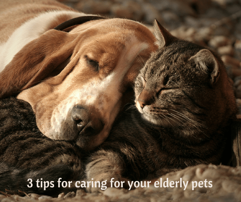 3 tips when caring for elderly pets