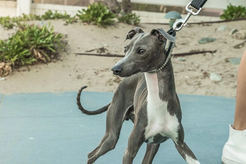 Dog Modeling Agency in California