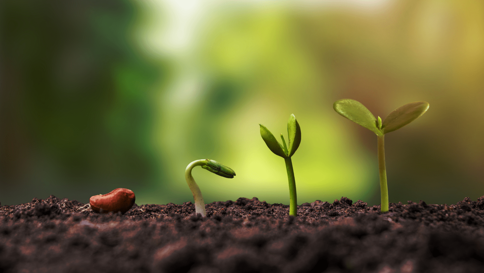 Using Soluble Calcium To Stimulate Plant Growth Greensmiths, Inc.