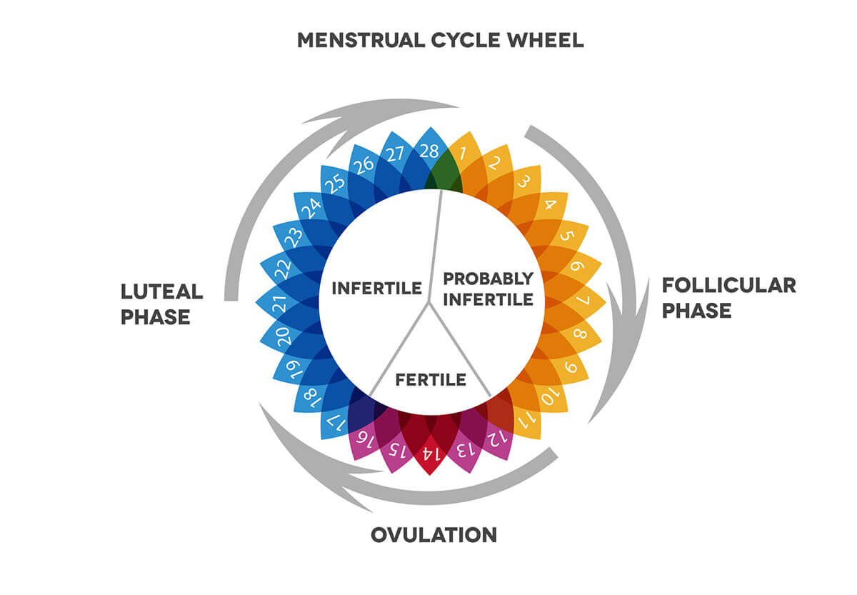 The luteal phase what it is and why it is important Fertilab Barcelona