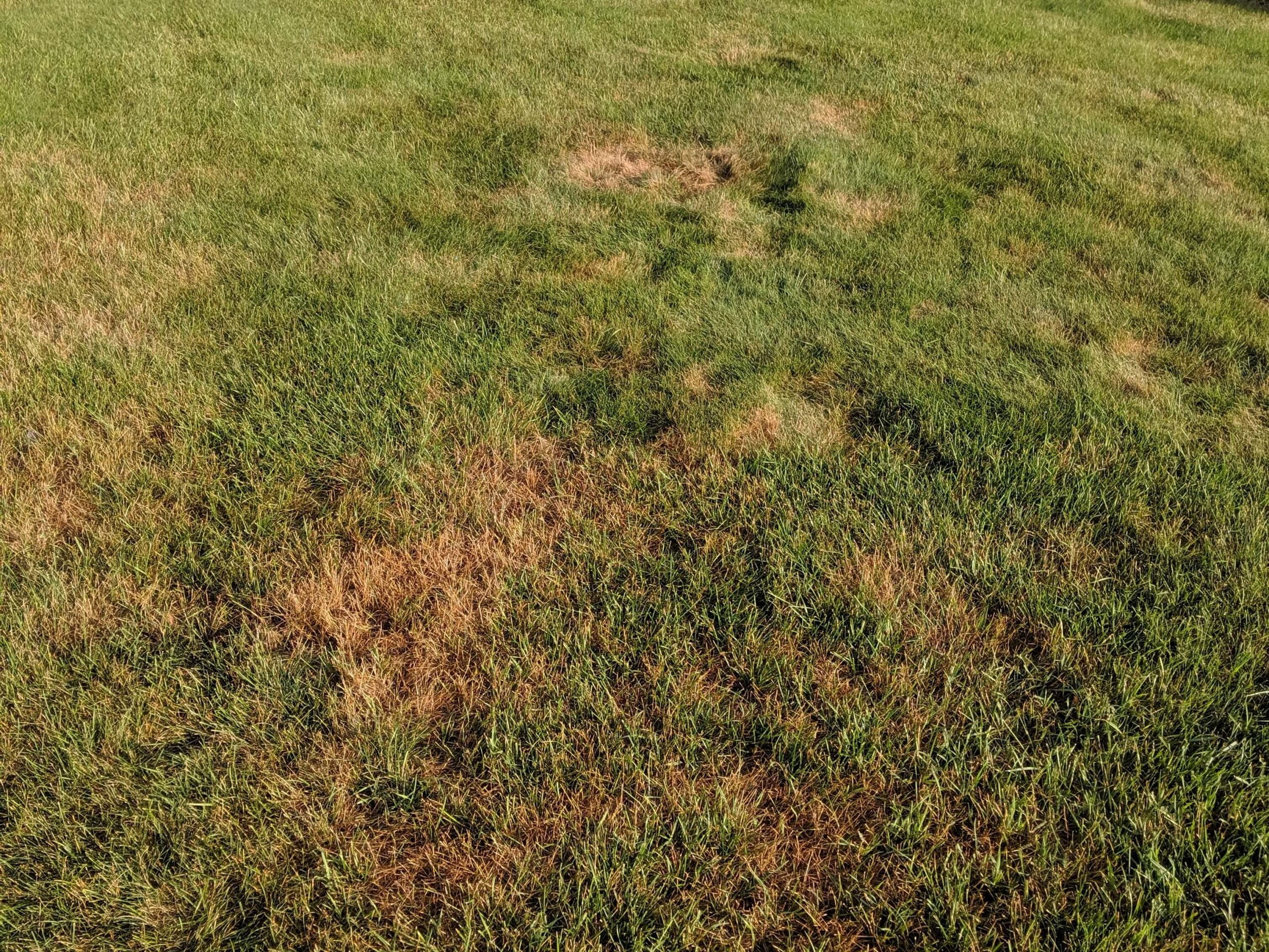 Richfield MN Lawn Care Your Lawn. Our Passion.