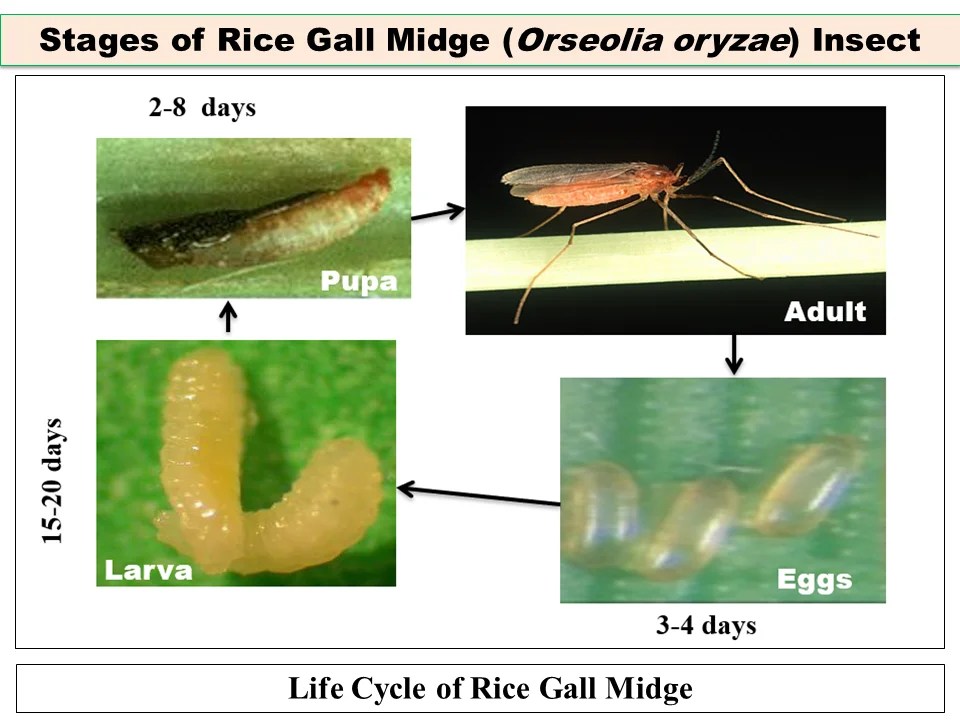 Stages of Rice Gall Midge (Orseolia oryzae) Paddy Insect