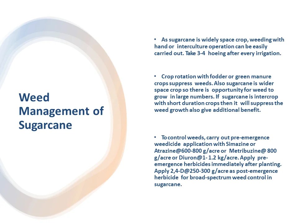 Weed Management of Sugarcane Crop