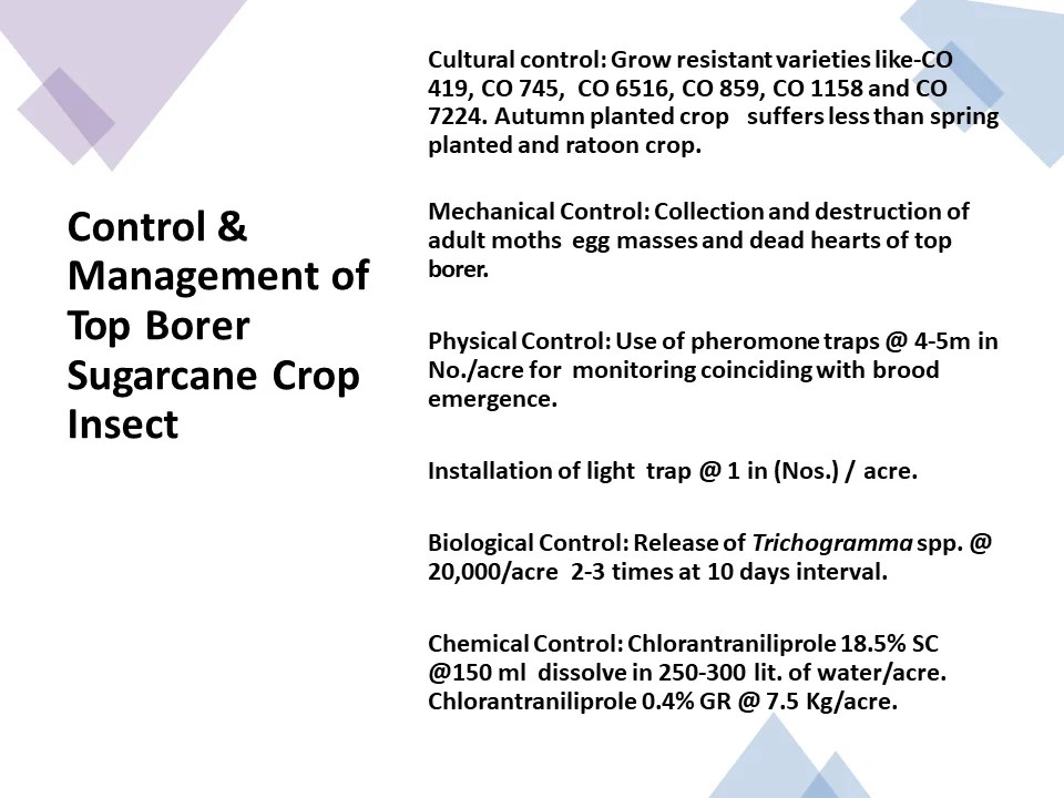 Control & Management of Top Borer Sugarcane Crop Insect