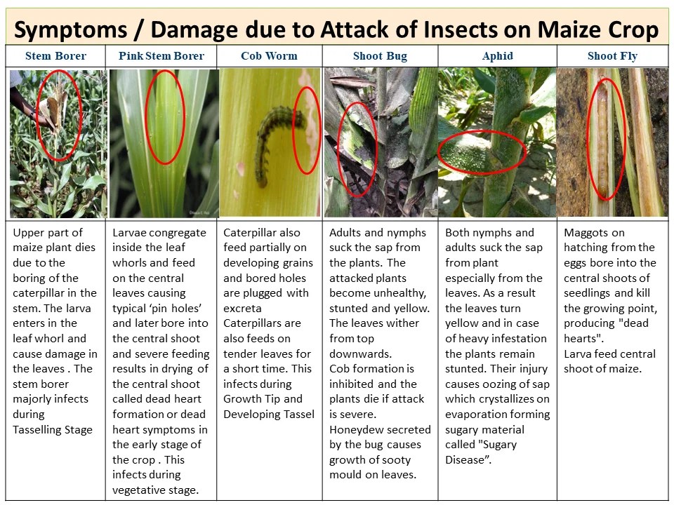What Are The Examples Of Insect Pests That Attack Crops at Mark Andres blog