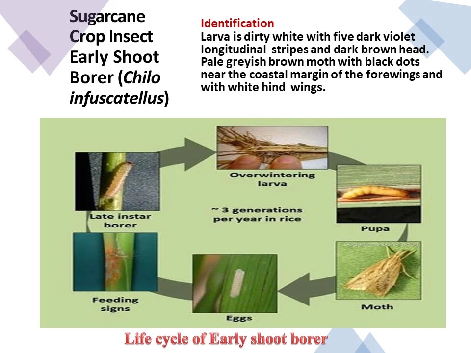 Sugarcane Crop Insect Early Shoot Borer (Chilo infuscatellus)