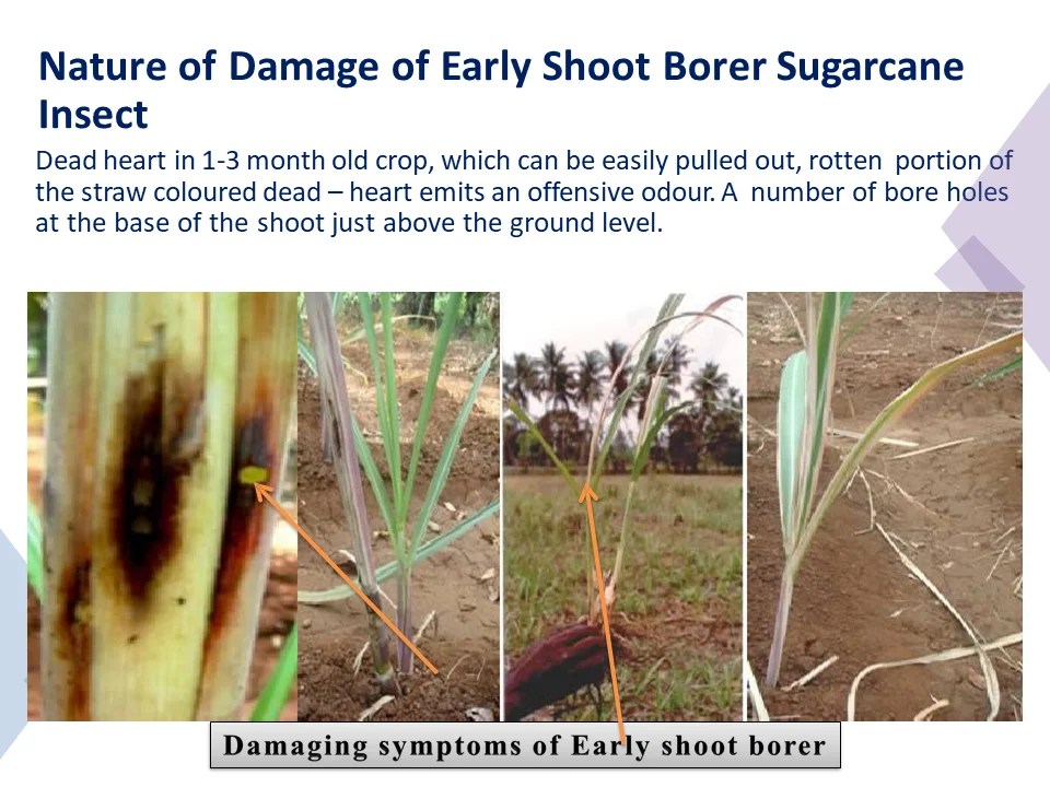 Nature of Damage of Early Shoot Borer Sugarcane Insect