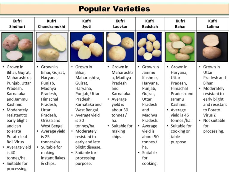 Popular Varieties of Potato