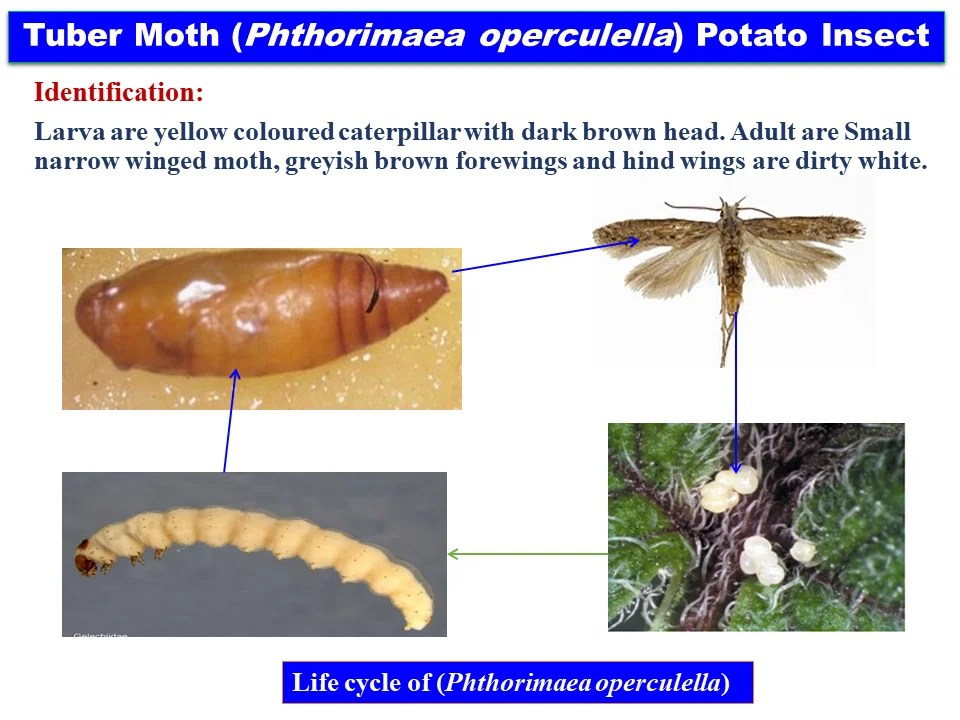 Potato Tuber Moth